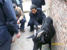 江安黑山羊品種通過國家畜禽遺傳資源委員會專家鑒定