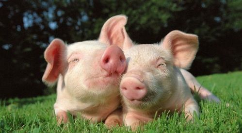 出口畜禽原料養(yǎng)殖場及水產(chǎn)養(yǎng)殖場備案辦事指南