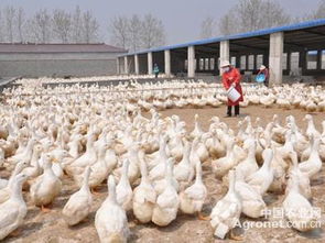 宣城多措并舉推進禁養(yǎng)區(qū)畜禽養(yǎng)殖企業(yè)搬遷安置