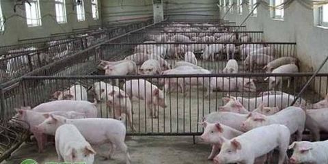 農(nóng)業(yè)農(nóng)村部關(guān)于啟動(dòng)國(guó)家畜禽種業(yè)自主創(chuàng)新重大專(zhuān)項(xiàng)的答復(fù)