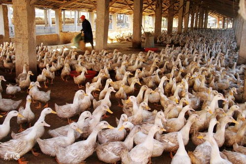 畜禽養(yǎng)殖舍內(nèi)有害氣體的產(chǎn)生原因與構(gòu)成