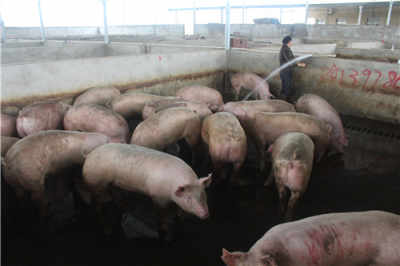 廣西定點(diǎn)屠宰場(chǎng) 上等鮮肉供應(yīng)與休閑垂釣體驗(yàn)