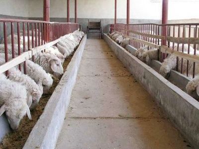 濰坊農(nóng)村畜禽養(yǎng)殖致富路 選對(duì)品種與模式是關(guān)鍵